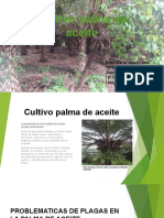 Exposicion de Cultivo Palma de Aceite