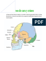 Huesos de cara y cráneo 7.docx