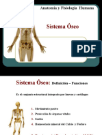 Sistema Esqueletico