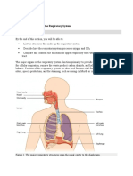 Organs and Structures of The Respiratory System