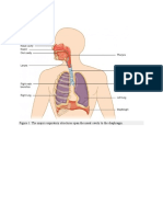 Structures of The Respiratory System