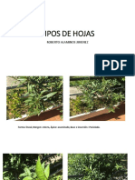 Presentación1 Copiar PDF