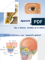 Ojo, Anatomia Profunda