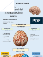 Corteza Cerebral