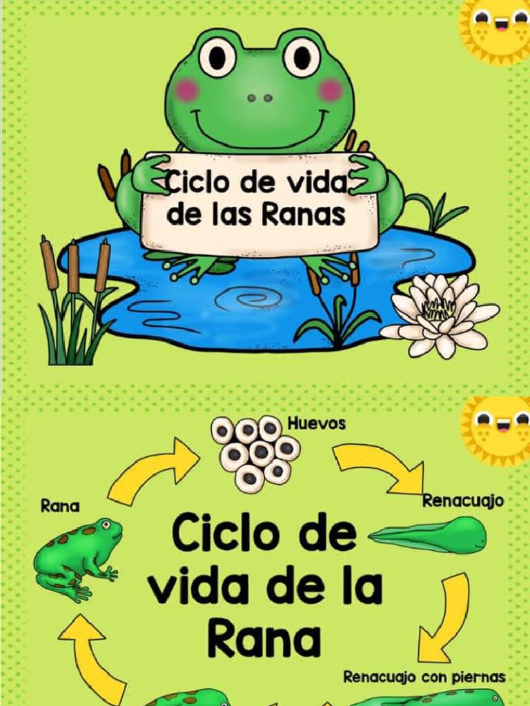 Ciclo de Vida de Las Ranas | PDF, image size:768x1024