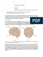 13.2 The Central Nervous System