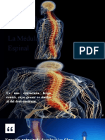 La Médula Espinal y Nervios Espinales