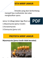 Protista Mirip Jamur