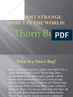 The Most Strange Insect in The World:: Thorn Bug