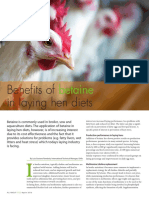 Benefits of Betaine in Laying Hen Diets