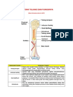 Anatomi Tulang Dan Fungsinya PDF
