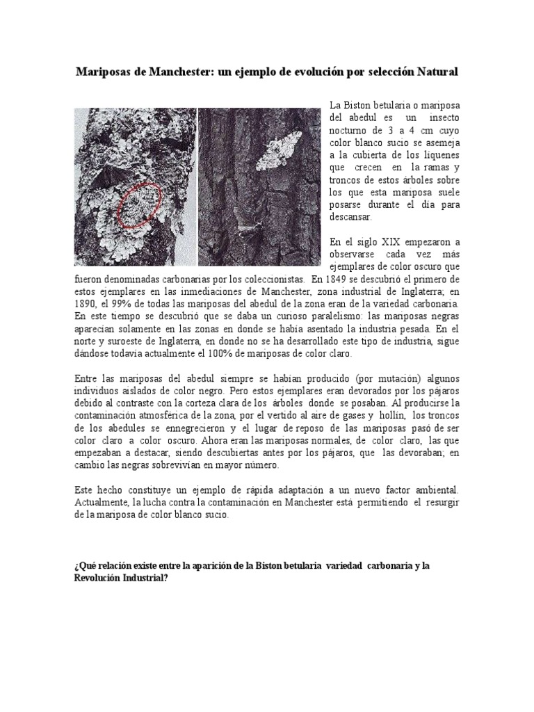 Mariposas de Manchester | PDF | Color | Arboles