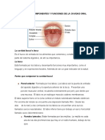 Principales Componentes y Funciones de La Cavidad Oral