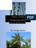Ginger - Arecaceae