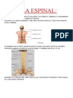 Medula Espinal