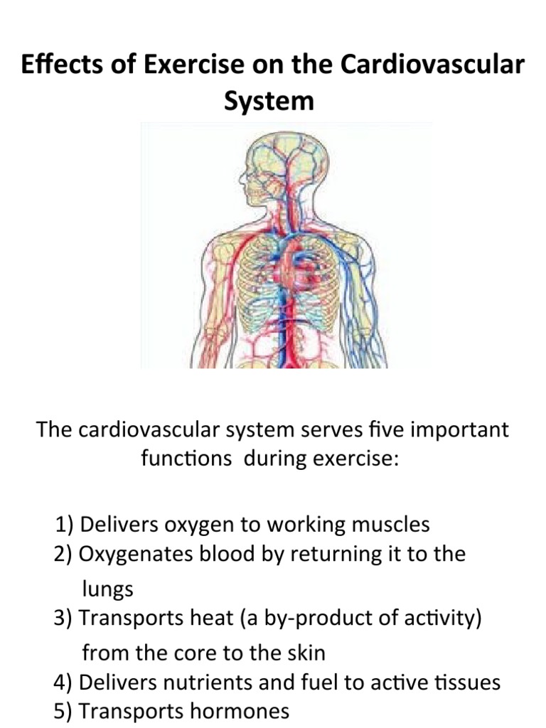 Impact of Exercise on Heart Health | PDF | Heart | Blood Pressure