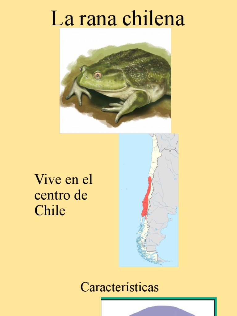 Características de la Rana Chilena | PDF | Ciencia y matemáticas