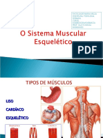 Sistema Muscular Esquelético