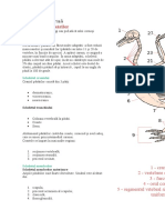 Biologie Organele Interne Ale Unei Pasari Suport Lectie