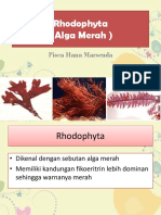 Rhodophyta Alga Merah