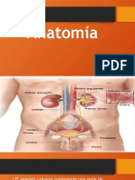 Anatomia