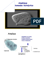 06_03_Amebiase