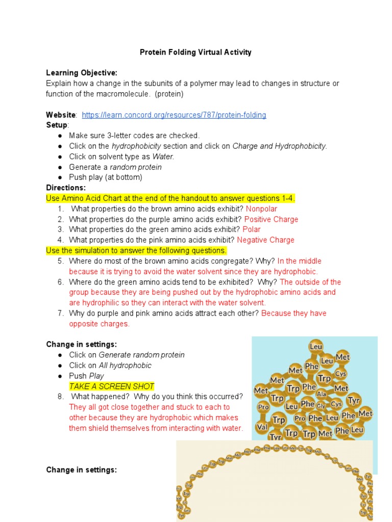Protein Folding Virtual Activity PDF Amino Acid Macromolecules
