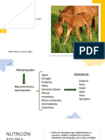 Requerimientos nutricionales y categorías de consumo en equinos