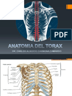 02 osteologia del  DEL TORAX