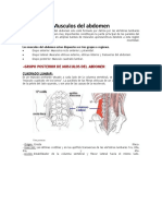 Musculos Del Abdomen