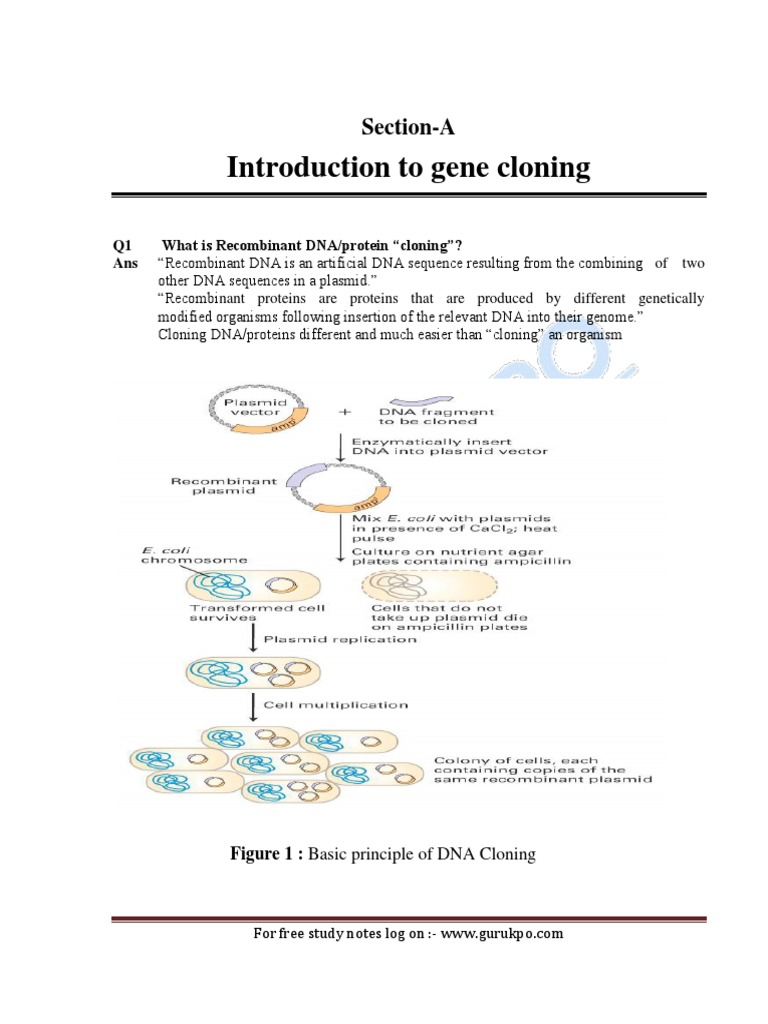 Overview of Recombinant DNA Cloning | PDF | Plasmid | Molecular Cloning