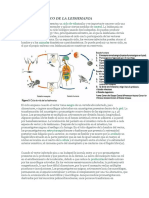 Ciclo Biológico de La Leishmania