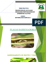 Descripción de Las Plagas Barrenadores Perforadores en Diferentes Cultivos: Entomologia Agrícola I
