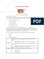 Anatomía de La Piel