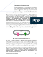 Fosforilacion oxidativa.pdf
