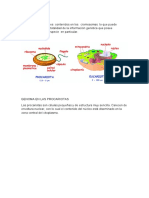 Genoma procariotas: estructura y función