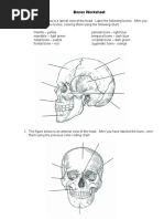 Bones Worksheet