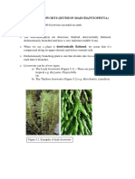 Bio2801 Lecture-Bryophytes - Liverworts PDF