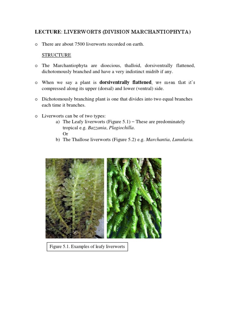 Liverworts: Structure and Reproduction | PDF | Sexual Reproduction ...