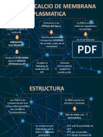 Bomba de Calcio de Membrana Plasmatica