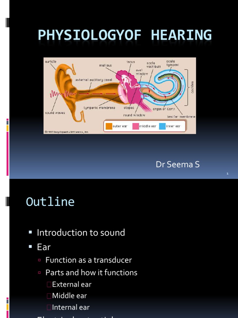 Hearing Physiology and Auditory Pathways | PDF | Auditory System | Ear