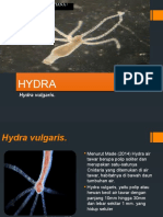 Hydra Vylgaria