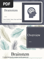 Anatomy and Function of the Pons | PDF | Brainstem | Human Anatomy