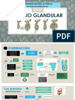 Epitelio Glandular