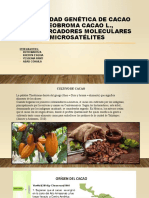 DIVERSIDAD GENÉTICA DE CACAO Theobroma Cacao L