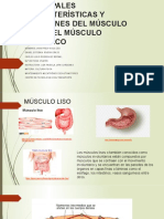 Principales Características y Funciones Del Músculo Liso y