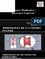 Anatomía Radicular y Apertura Cameral