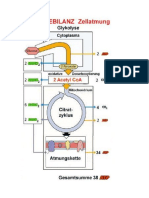 Abb. Zellatmung Energiebilanz.docx