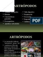 Presentación1 Artropodos