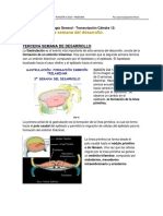 Clase 12 - Tercera A Octava Semana Del Desarrollo PDF